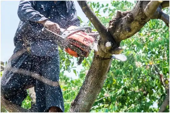 tree services Henderson